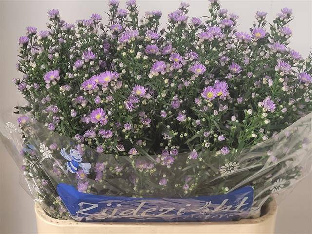 Aster Cassandra