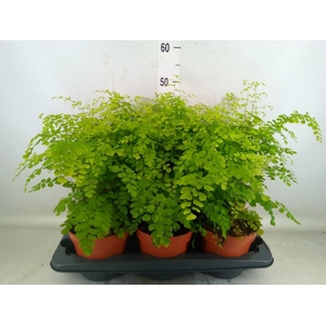 Adiantum raddi. 'Fragrans'