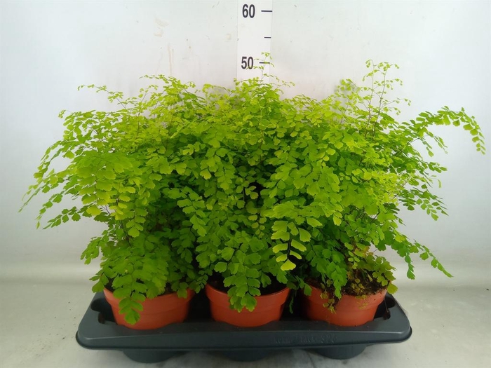 <h4>Adiantum raddi. 'Fragrans'</h4>