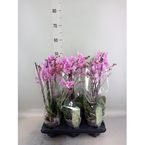 Phalaenopsis multi. 'FC Rosanne'