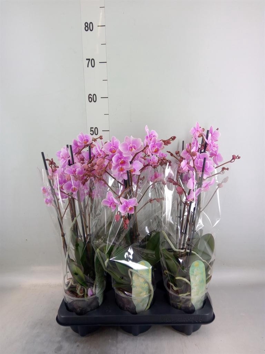 <h4>Phalaenopsis multi. 'FC Rosanne'</h4>