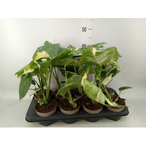 Monstera delic. 'Thai Constellatio'
