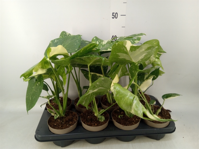 <h4>Monstera delic. 'Thai Constellatio'</h4>