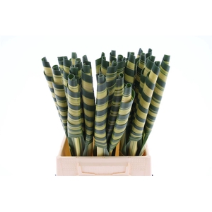Pandanus Cone (rd)