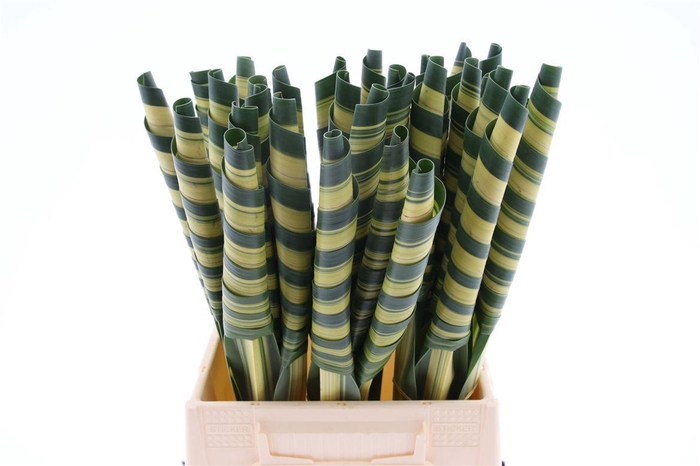 <h4>Pandanus Cone (rd)</h4>