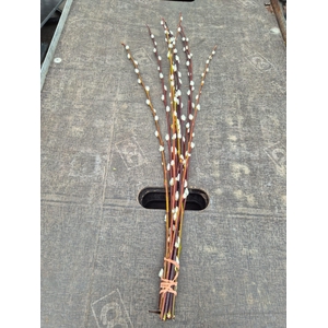 Salix wilgenkatjes per bos