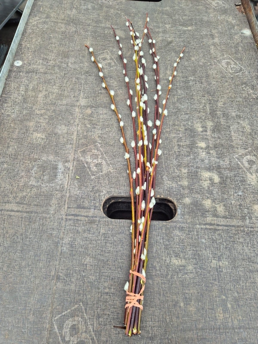 <h4>Salix wilgenkatjes per bos</h4>