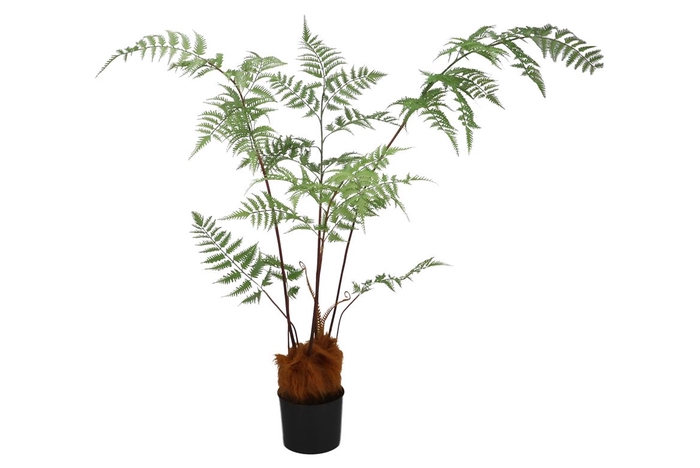 <h4>Silk Fern Polystichum Bakerianum In Pot Green 158cm</h4>