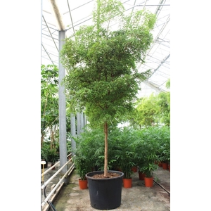 Overig planten