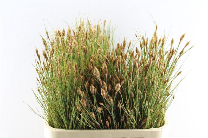 <h4>Bell Reed Naturel</h4>