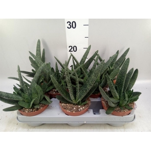Gasteria carinata var. verrucosa