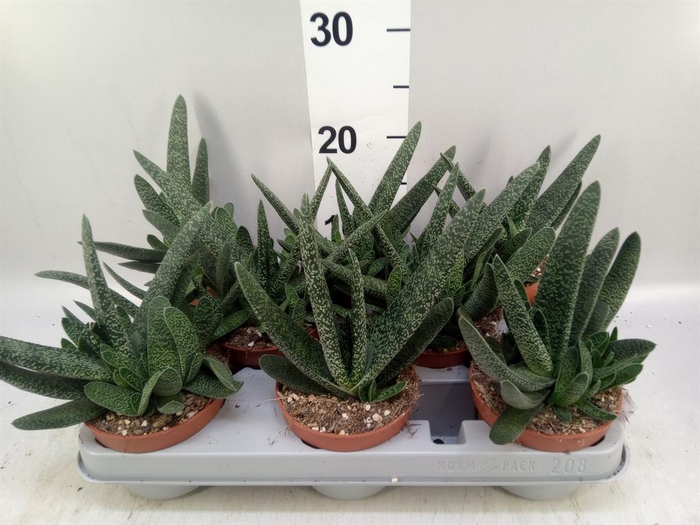 <h4>Gasteria carinata var. verrucosa</h4>