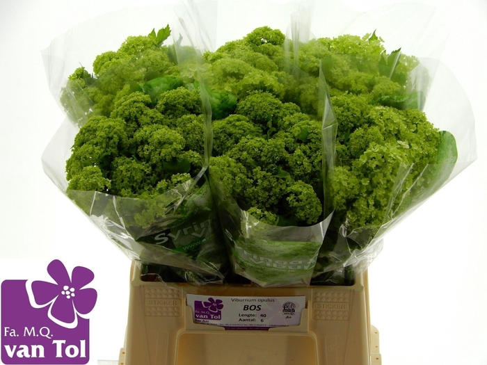 <h4>VIBURNUM ROSEUM BOS</h4>