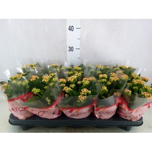 Kalanchoe blos. 'Perfecta Orange'