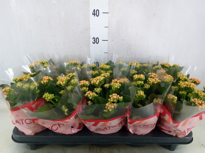 <h4>Kalanchoe blos. 'Perfecta Orange'</h4>
