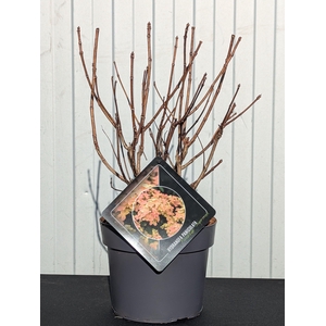 Hydrangea Paniculata Polestar 19 cm