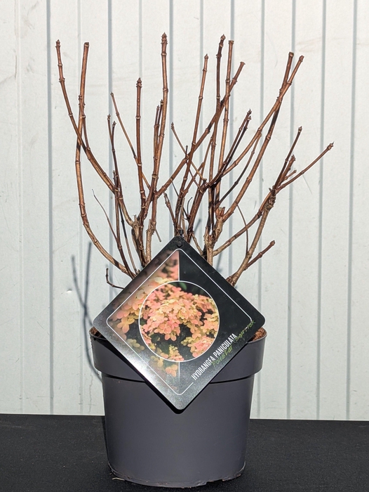 <h4>Hydrangea Paniculata Polestar 19 cm</h4>