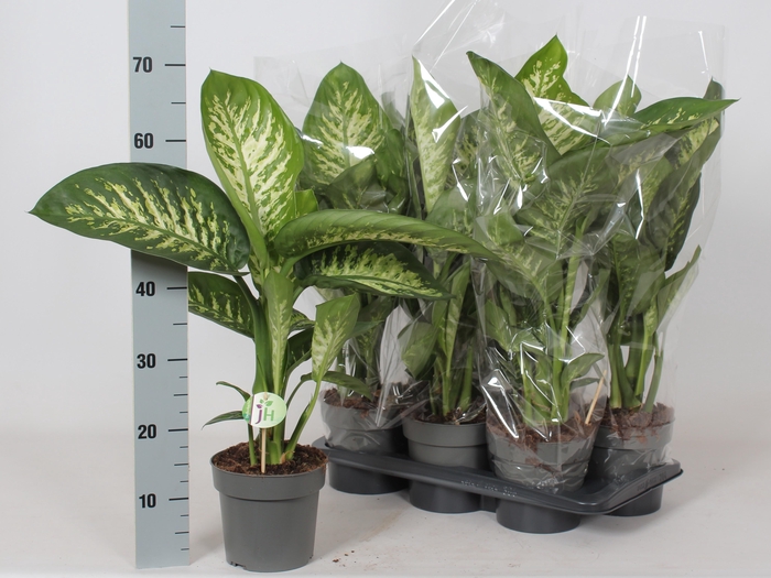 <h4>DIEFF SE REEVA</h4>