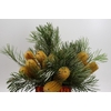 Banksia Collina