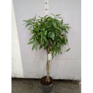 Ficus binn. 'Amstel King'