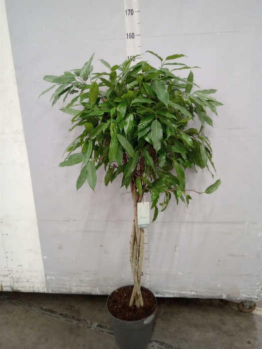 <h4>Ficus binn. 'Amstel King'</h4>