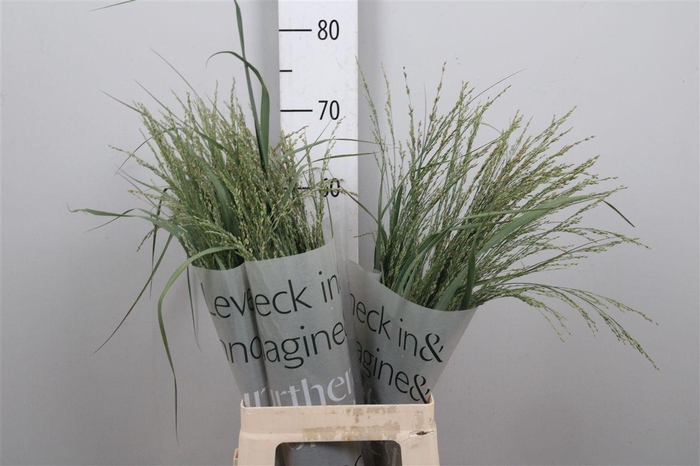 <h4>Panic Dewey Blue</h4>