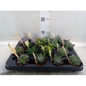 Succulents   ...mix 4
