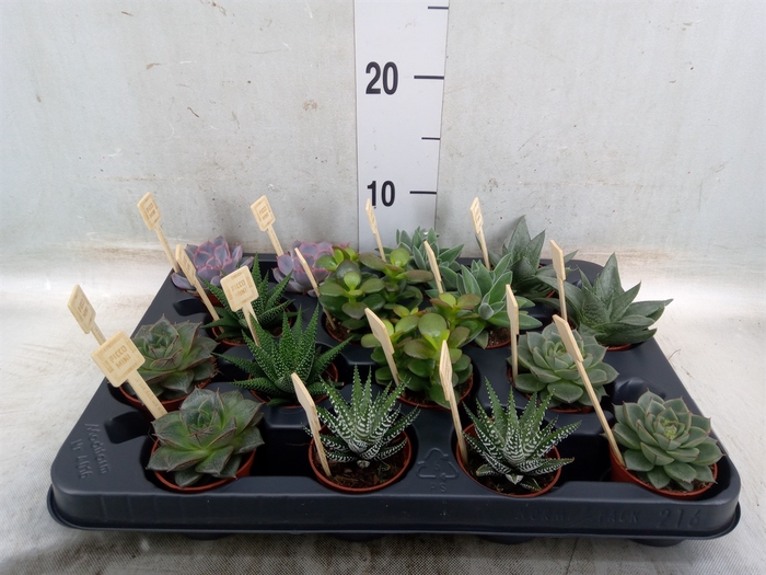 <h4>Succulents   ...mix 4</h4>