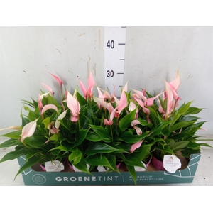 Anthurium andr. 'Lilli'