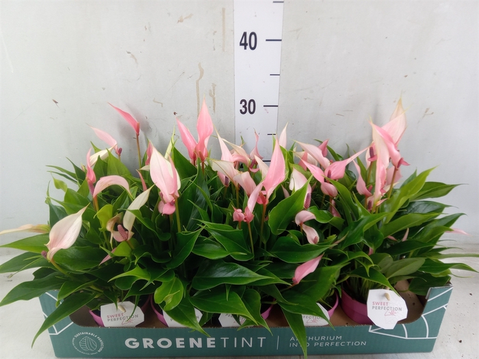 <h4>Anthurium andr. 'Lilli'</h4>