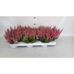 Calluna vulg. 'Beauty L Sylke'