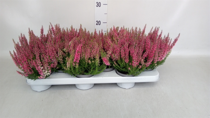 <h4>Calluna vulg. 'Beauty L Sylke'</h4>