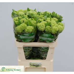 VIBURNUM ROSEUM ST