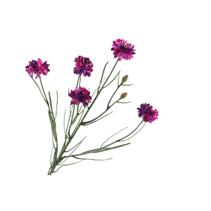Centaurea Cyanus Magenta