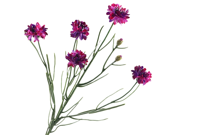 <h4>Centaurea Cyanus Magenta</h4>