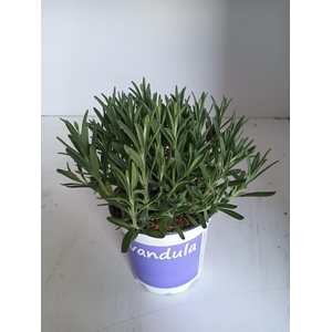 Lavendel Lavandula Hidcote blue blauw