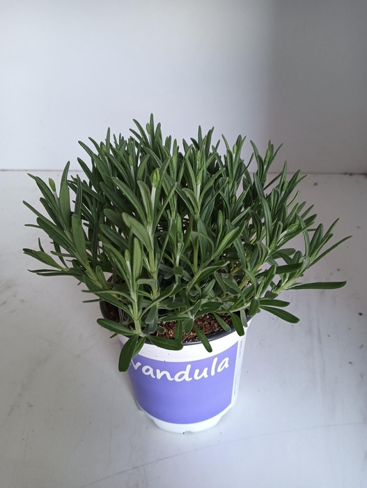<h4>Lavendel Lavandula Hidcote blue blauw</h4>