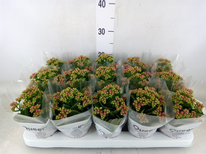 <h4>Kalanchoe  'MoreFlow Augusta'</h4>