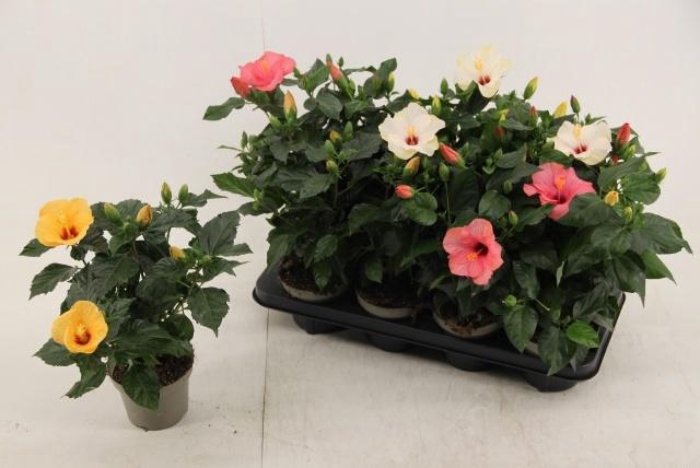 <h4>HIBIS SUNNY GEM</h4>