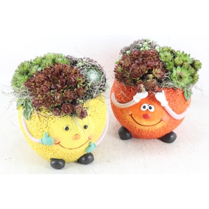 arr4 Semp JS - Ker. fruit mix orange/lemon