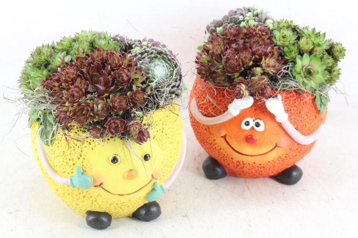 <h4>arr4 Semp JS - Ker. fruit mix orange/lemon</h4>