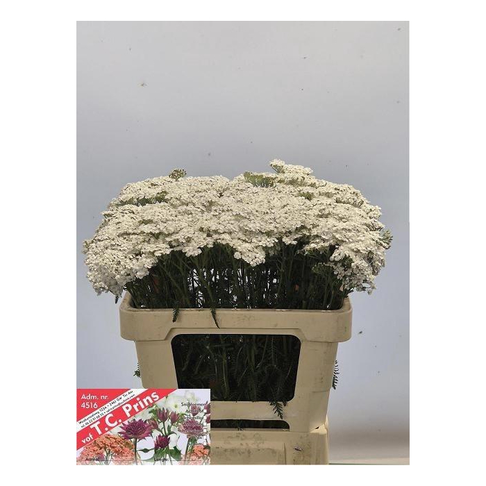 <h4>Achil M White Beauty</h4>