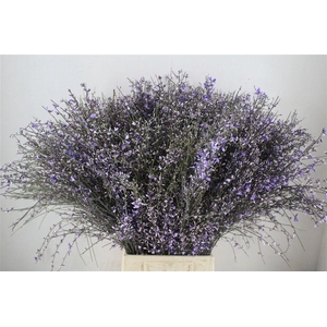 Ginster 400gr Milka P Bunch