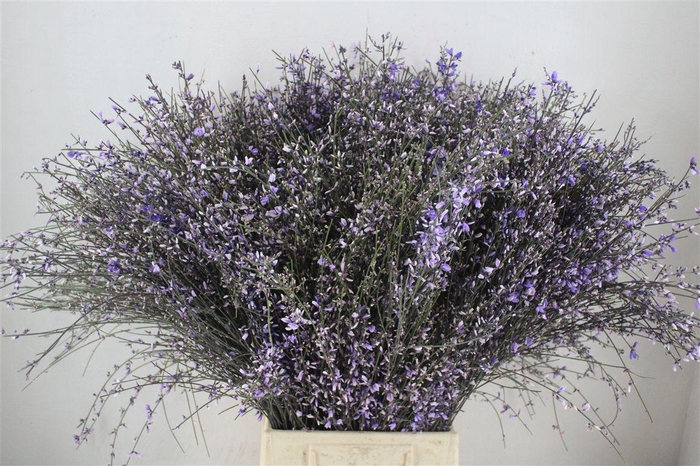 <h4>Ginster 400gr Milka P Bunch</h4>