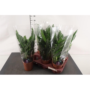 Calathea Blue Grass 12 Cm. Pot