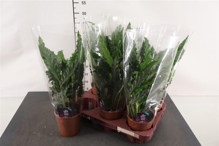 <h4>Calathea Blue Grass 12 Cm. Pot</h4>