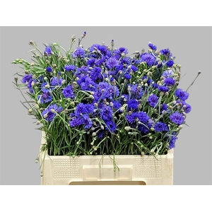 Centaurea Cyanus Bl