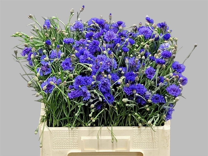 <h4>Centaurea Cyanus Bl</h4>