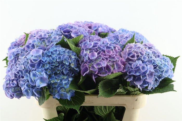 <h4>Hydr M Bodensee Blue 70-16</h4>