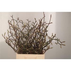 Magnolia Grandiflora Grillig 60cm P